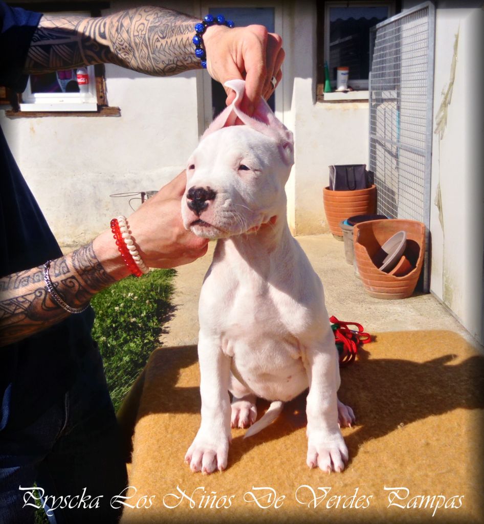 Los Ninos De Verdes Pampas - Chiots disponibles - Dogo Argentino